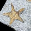 Ordovician Starfish & Edrioasteroids Plate #56370-2